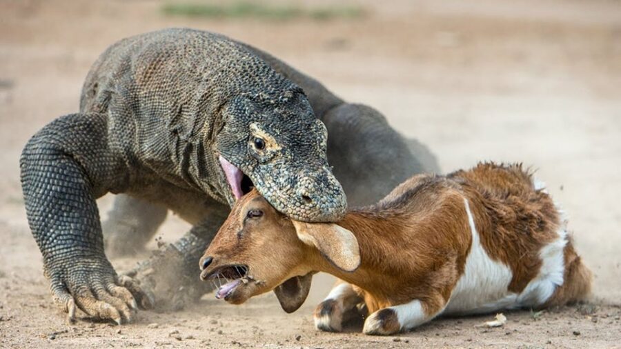 komodo ejderi nerede yaşar