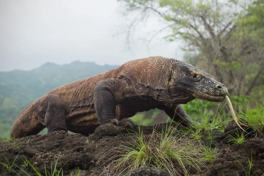 komodo ejderi türkiye'de nerede yaşar