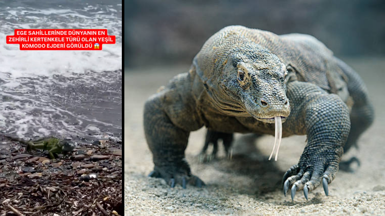 Ege’de yeşil Komodo Ejderi sanılan canlı İguana çıktı!