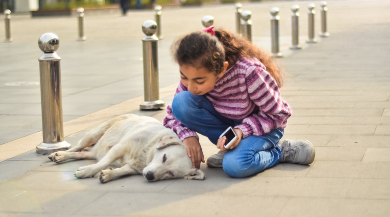 köpekler uyutulacak mı