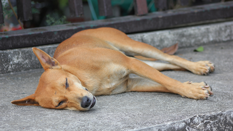 sokak köpekleri ne zaman toplanacak