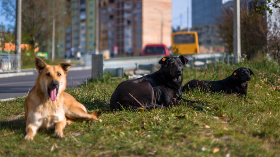 köpekler toplanacak mı