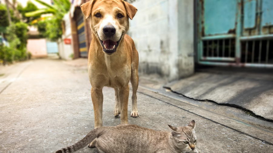 köpekler ötenazi olacak mı