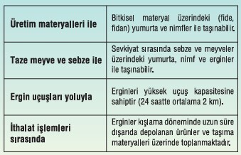 Samuray arısı tehlikeli mi ne yer kahverengi kokarcayı öldürür mü