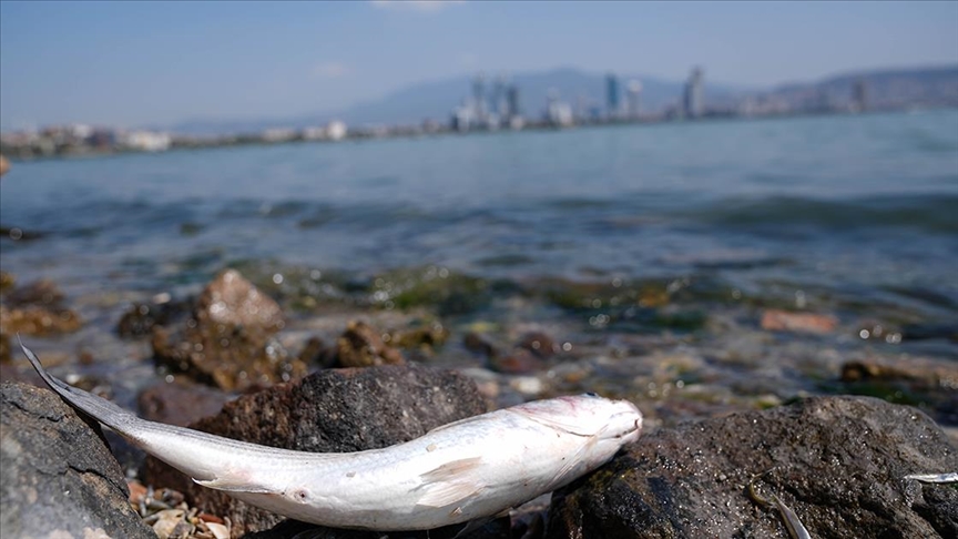 İzmir Bayraklı balık kokusu 