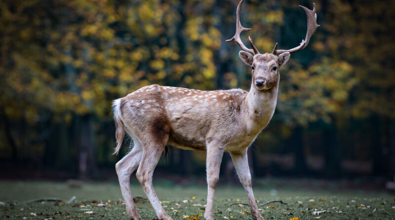 Bolu’da otomobilin çarptığı yaralı geyiği kurtlar yedi