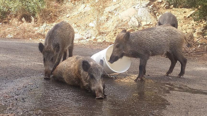 Domuz eti kilosu ne kadar