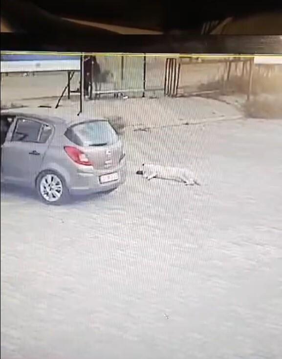 Bodrum’da Otomobil Sürücüsü Köpeğin Üzerinden Geçtikten Sonra Adliyeye Sevk Edildi