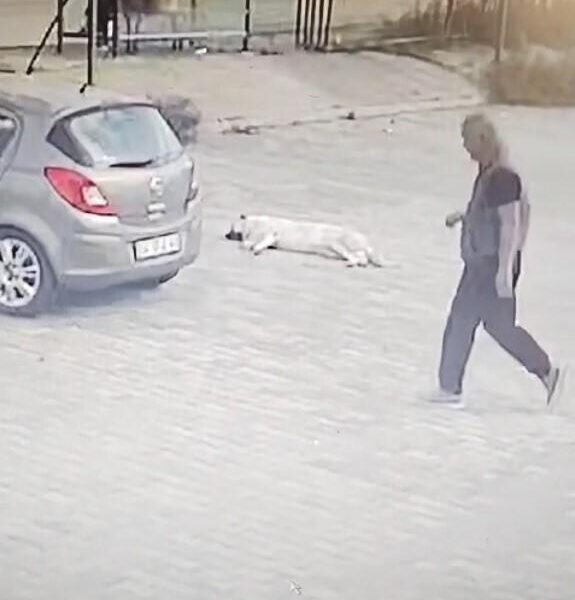 Bodrum'da otomobilin köpeğe çarpması-2