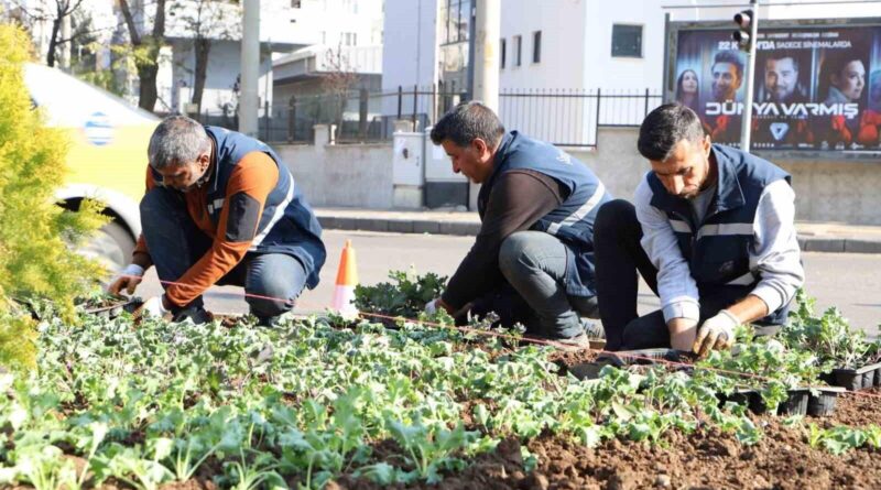 Diyarbakır'da 1 Milyon 30 Bin Kış Çiçeği 1