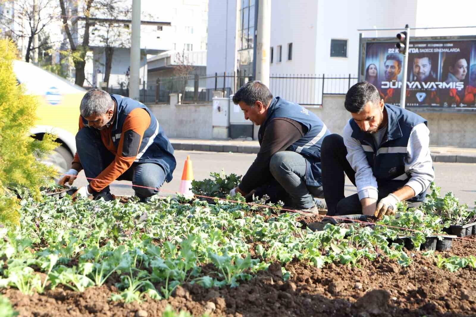 Diyarbakır’da 1 Milyon 30 Bin Kış Çiçeği