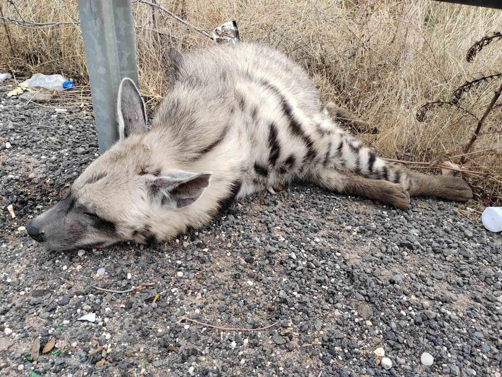 Halfeti’de nesli tükenmekte olan çizgili sırtlan bir aracın çarpması sonucu öldü