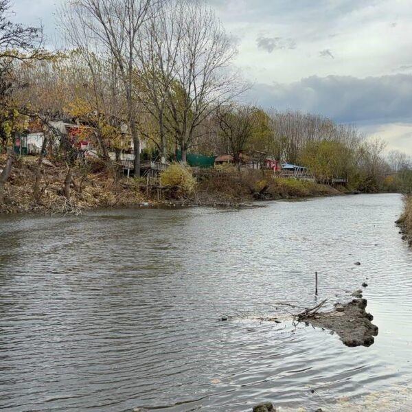 Kuraklık nedeniyle Tunca Nehri'ndeki Balık Popülasyonu-8