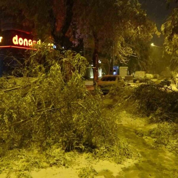 Malatya'da park halindeki araçlar ağaçlar tarafından zarar gördü-3