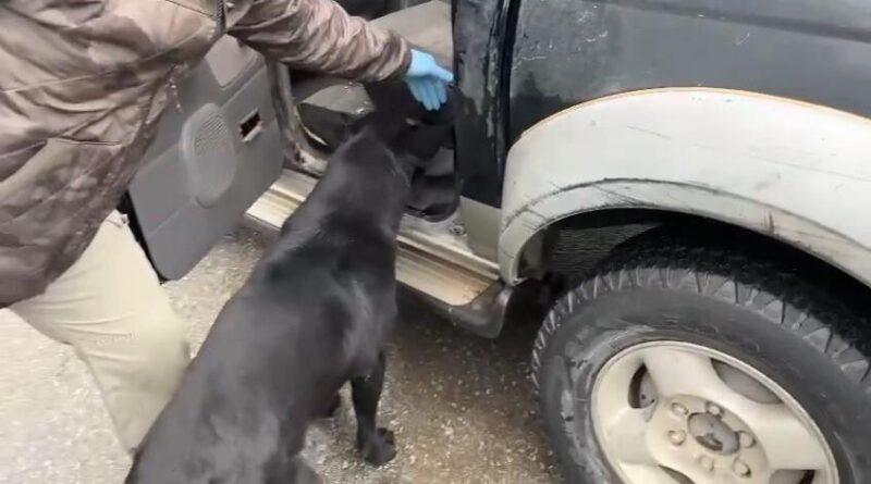 Samsun'da Narkotik Köpeği Tony Eroin ve Metamfetamin Ele Geçirdi 1