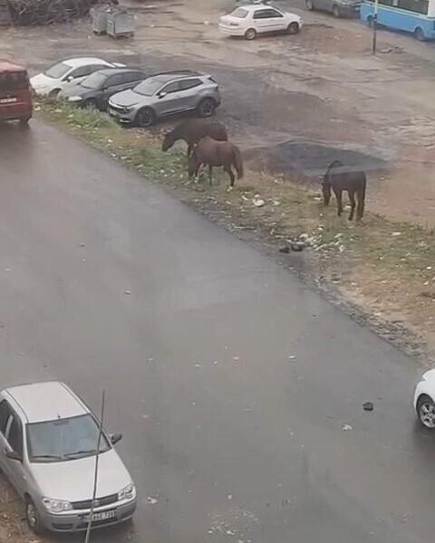 Süleymanpaşa'da atların sahipleri bulunup bulunamayacağı merak konusu.