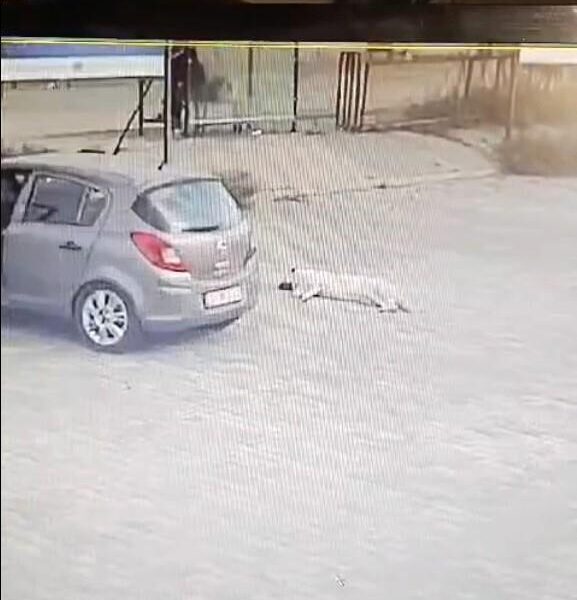 Sürücü otomobilini yatan köpeğin üzerine sürdü-1