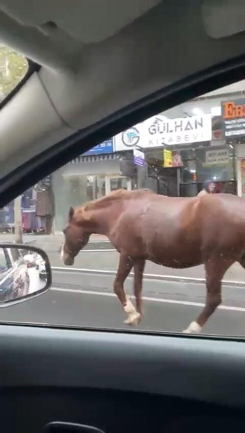 Tekirdağ Süleymanpaşa’da Başıboş Atlar Şehir Sokaklarında