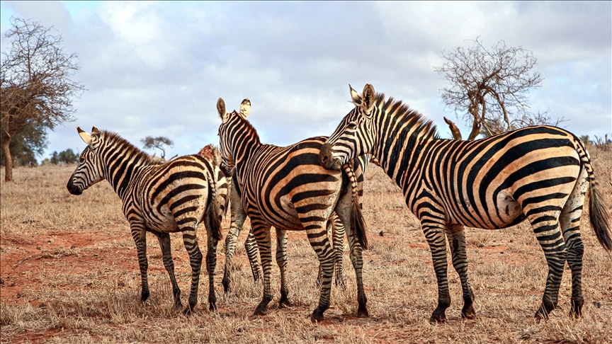 Zebra eti tespit edilen firmalar