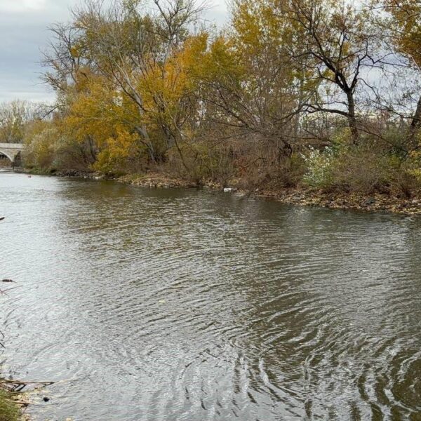 Tunca Nehri'nde Kuraklık Yapan Hayvanlar-5