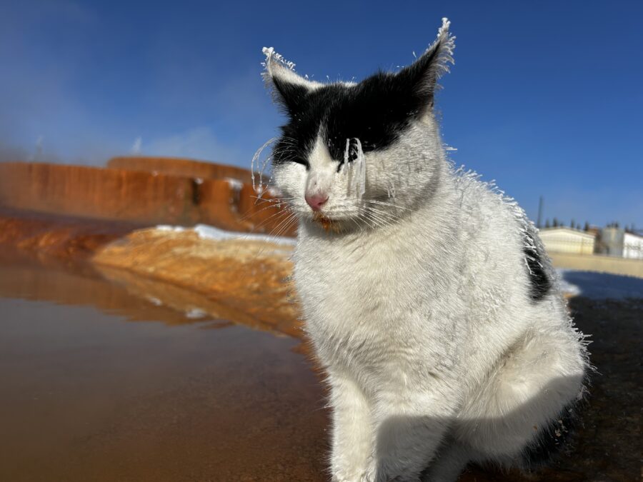 Sivas donan kedi