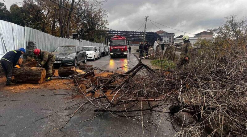 Avcılar’da Cihangir Mahallesi'nde Yerleşik 40 Yılın Iğde Ağaçları Devrildi Ve Kablolara Zarar Verdi 1
