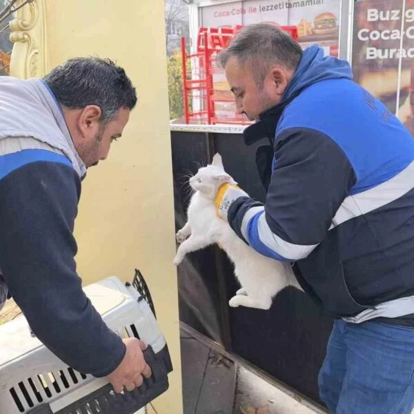 Bacağı kırılan kedi Devlet Hastanesi acile geldi, belediye sahip çıkıp tedaviye aldı-resim-3