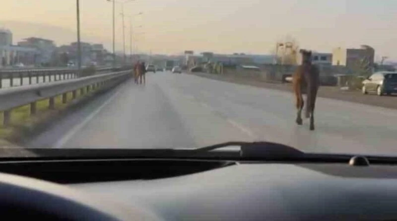 Bursa'da Başıboş Atlar Anayolda Tehlike Saçtı, Sürücülerin Dikkati Kazayı Engelledi 1