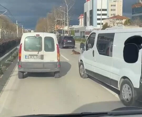 Bursa'da Yolun Ortasına Oturan Köpek Trafiği Kilitledi 1