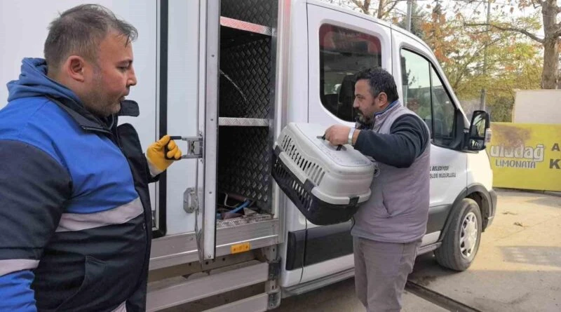 Bursa İnegöl’de Bacağını Kırılan Sokak Kedisi İnegöl Belediyesi Hayvan Merkezine Taşındı 1