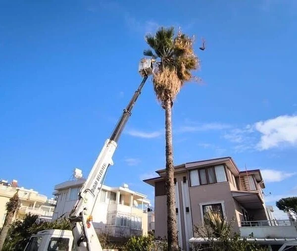 Didim Belediyesi ekipleri tarafından ağaçlara budama işlemi yapılan görüntü.-3