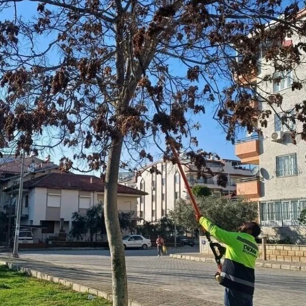 Didim Belediyesi ekipleri tarafından ağaçlara budama işlemi yapılan görüntü.-5