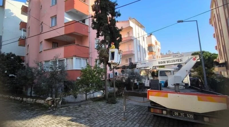 Didim Belediyesi, İlçedeki Ağaçların Kış Bakımını Gerçekleştiriyor 1