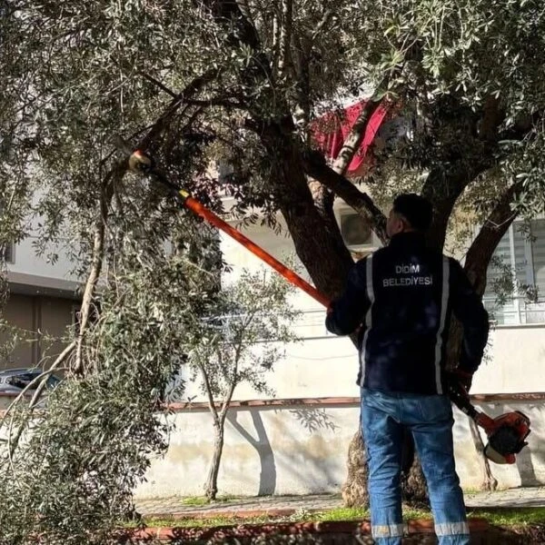 Didim'deki cadde ve sokaklarda bulunan ağaçların kış bakımı için budamalar yapılıyor.-2