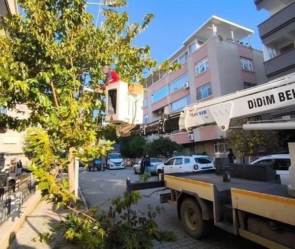 Didim'deki cadde ve sokaklarda bulunan ağaçların kış bakımı için budamalar yapılıyor.-4