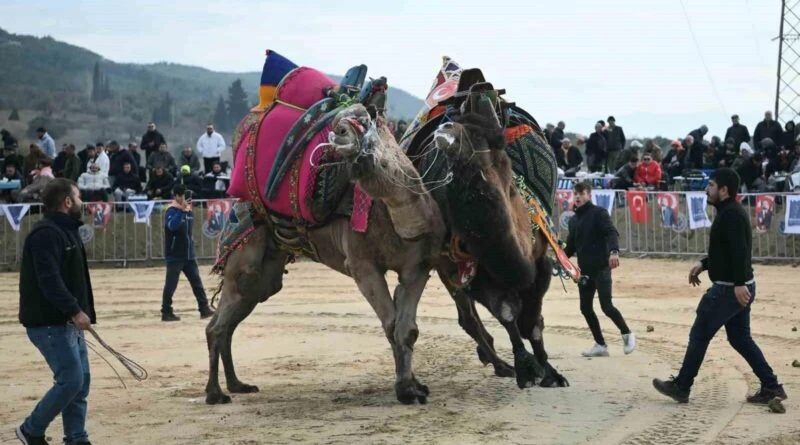 Kuşadası'nda 6 Yıldan Sonra Deve Güreşi Festivali 1