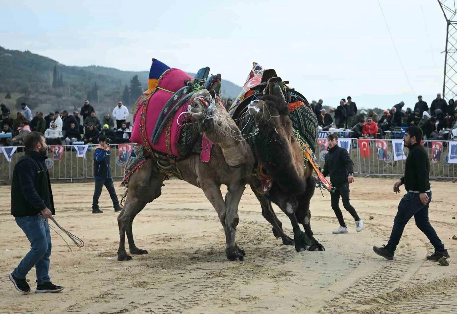 Kuşadası’nda 6 Yıldan Sonra Deve Güreşi Festivali