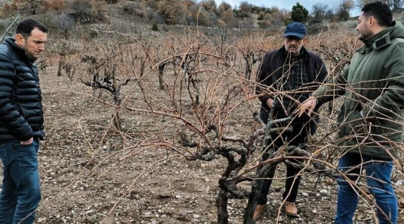 Kütahya ve Emet'te Üzüm Pekmezi Üretimini Destekleyen İnceleme 1