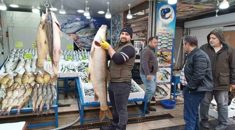 Siirt'te Yakalanan 45 Kiloluk Turna Balığı Batman'da Tezgahta 1