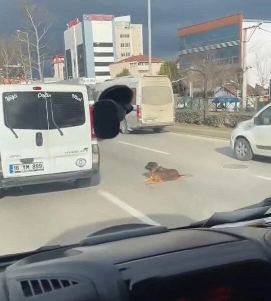 Sürücülerin köpeğe verdiği tepkiler