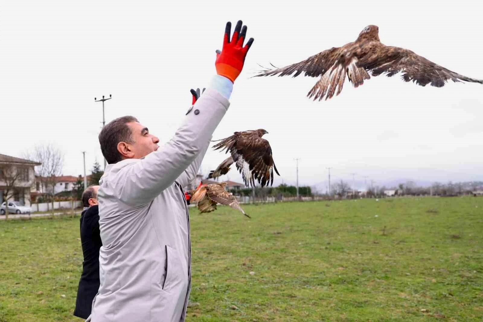 Vali Aslan, Düzce’de Tedavi Edilen 4 Kızıl Şahini Doğaya Saldı