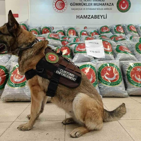 870 kilogram skunk uyuşturucu ele geçirildi-1