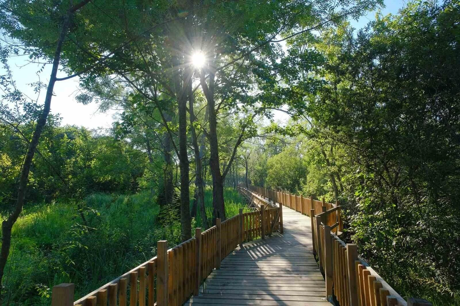 Acarlar Longozu ve Sakarya İl Ormanı Tabiat Parkı Ziyaretçi Sayısında Rekor Kırdı