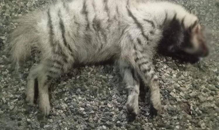 Adıyaman'da Çizgili Sırtlan Araç Çarpması Sonucu Öldü 1