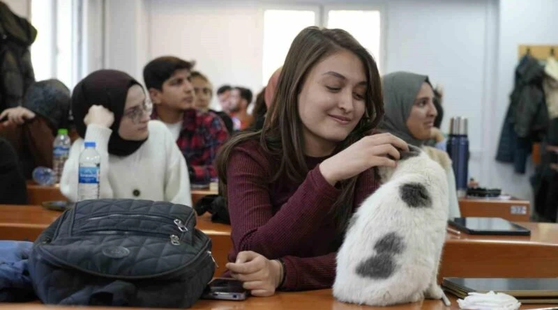 Adıyaman Üniversitesi'nin Maskotu Labne Kedisi Deprem Sonrası Fakülteye Yerleşti 1