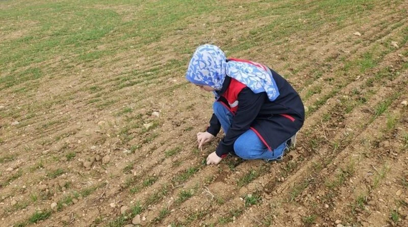 Afyonkarahisar'da Hububat ve Haşhaş Ekili Alanlarda Arazi Kontrolleri 1