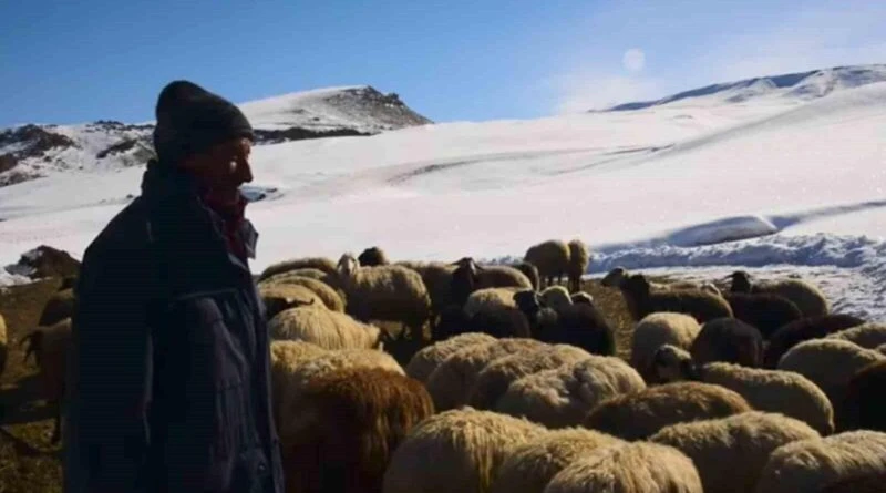 Ağrı'nın Diyadin'de Besiciler Kış Zorluklarına Karşı Direniyor 1