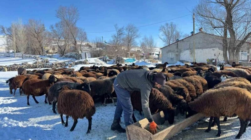 Ağrı'nın İki Yamaç Köyünde Besiciler Soğuklara Karşı Direniyor 1