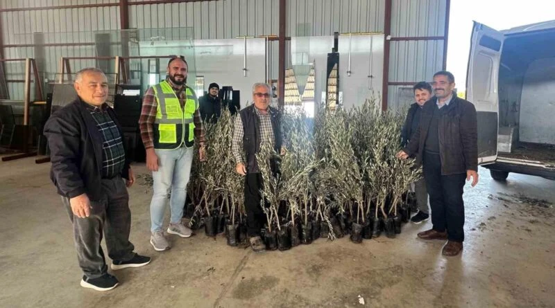 Antalya Büyükşehir Belediyesi Uğurlu Mahallesi'nde Üreticilere Zeytin ve Toros Fıstığı Fidanı Dağıttı 1