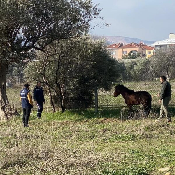 Ayağından yaralı bir yılkı atı